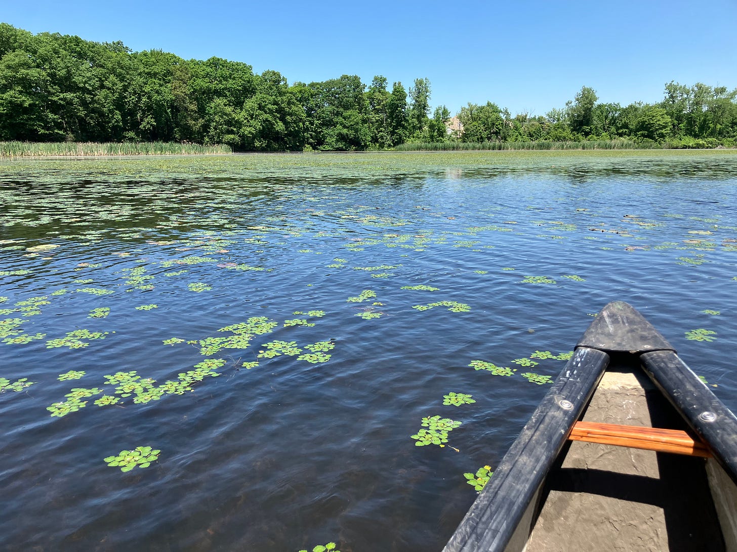 A photo of a pond covered in lily pads and other plants, with trees in the distance. The front of a canoe sticks out in the right corner.