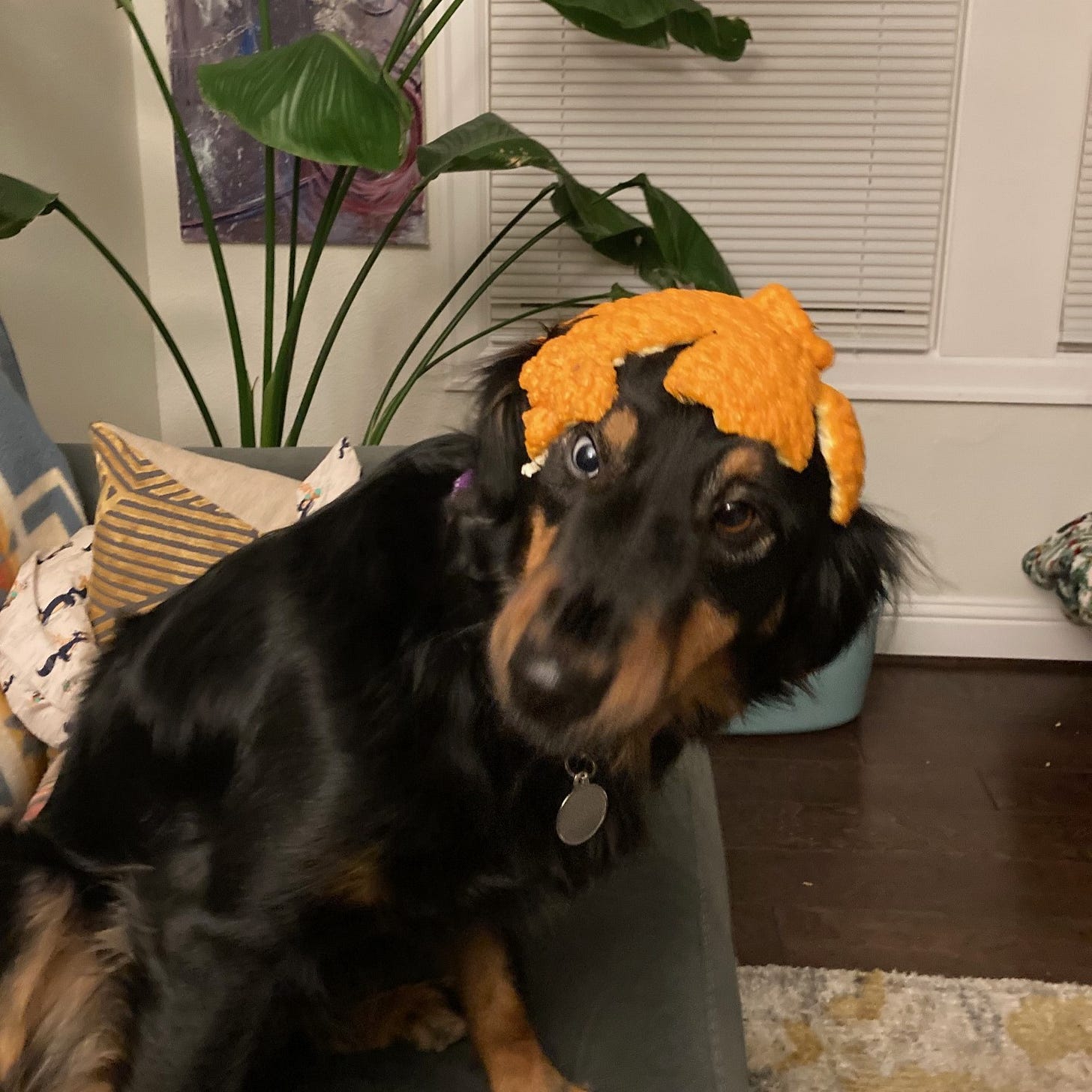 Black and brown dog sitting on a couch looking very upset because she has an orange peel on her head