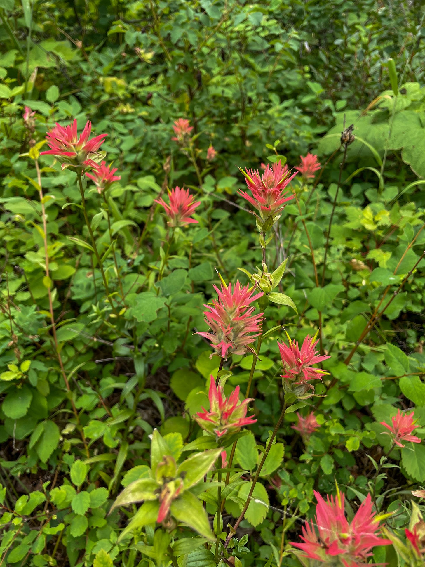 Indian paintbrush flower in Glacier NP