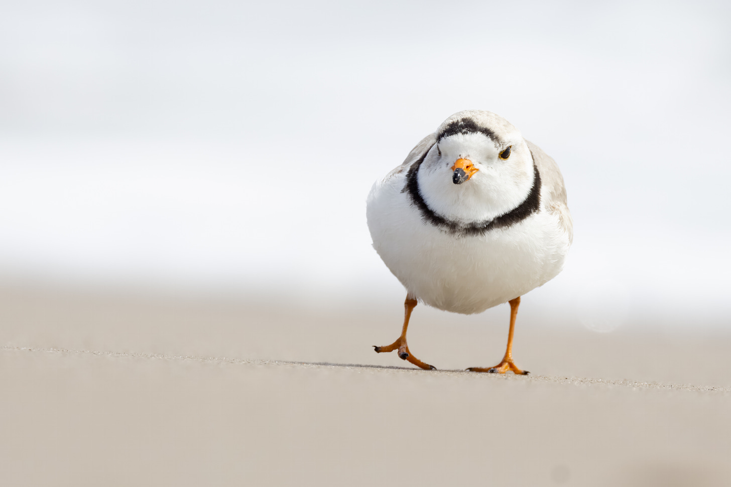 a perfectly round white bird with a sandy back, black collar, and stubby, round, black-tipped orange beach. it's wakling toward the camera with one of its bright orange legs in the air. the background is blurry but is sandy tan and sea foam white.