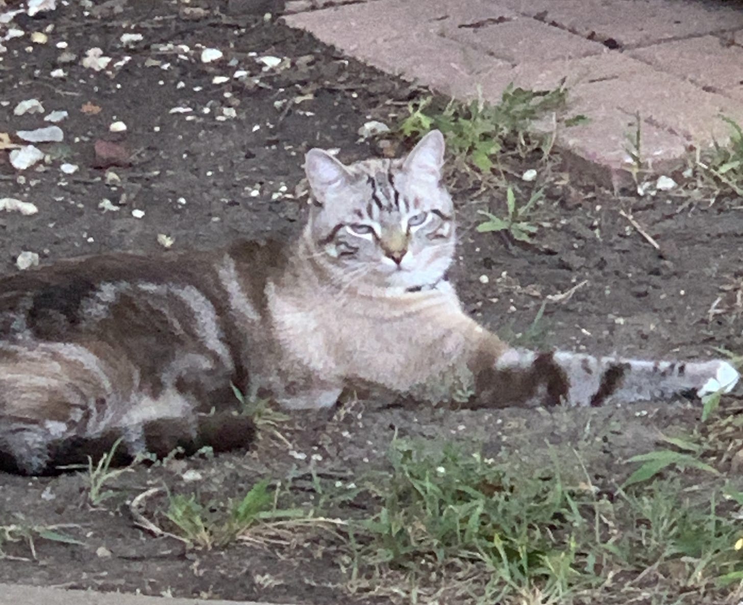 Parker lies on the dirt surrounded by patches of grass. One of his legs is stretched out straight, while his tail rests beside him. His relaxed pose shows him enjoying the outdoors, with his light blue eyes and dark striped head visible as he rests in the natural setting.