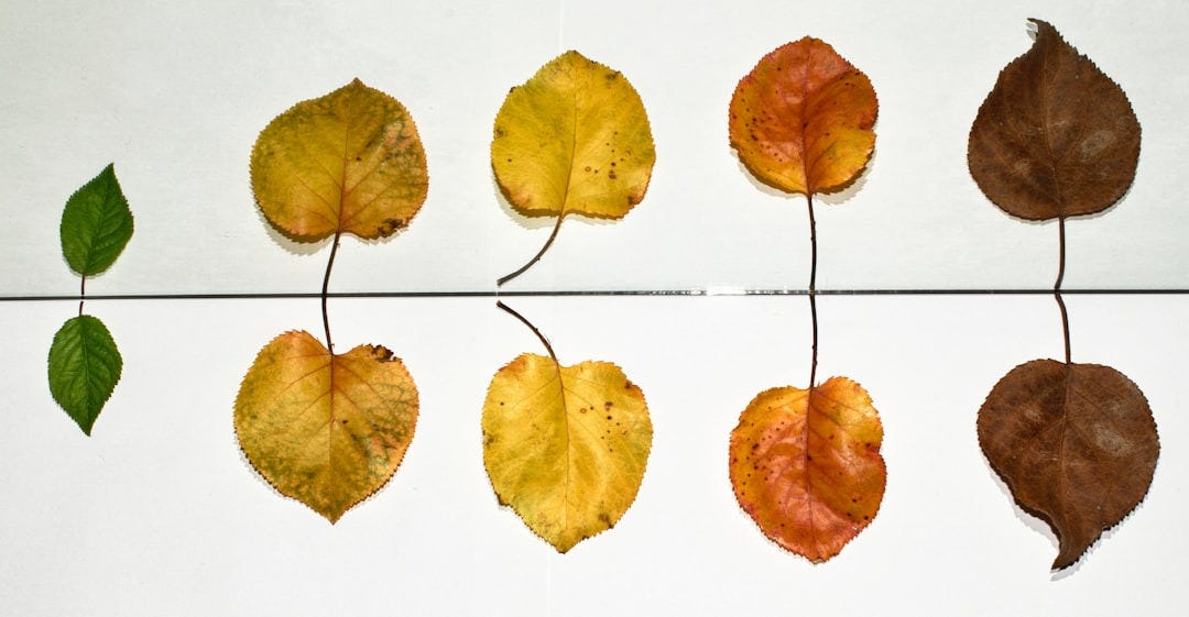 yellow and brown leaves on white ceramic tiles