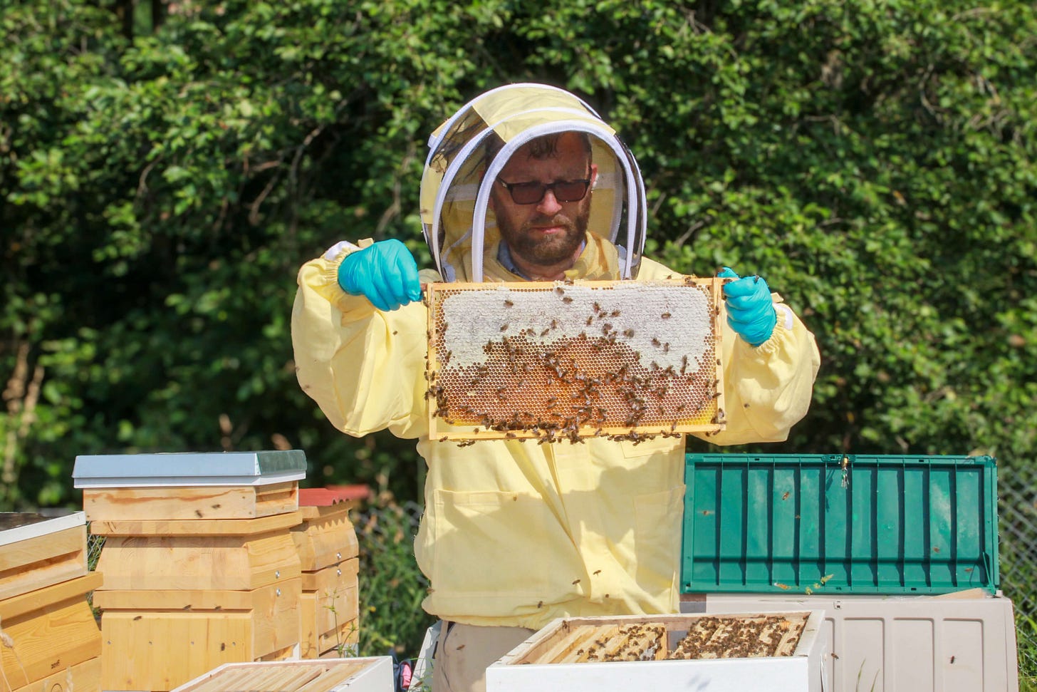 Schweizer Imker kontrolliert die Honigwaben eines Bienenvolkes. Schweizer Imker kontrolliert die Honigwaben eines Bienenvolkes.