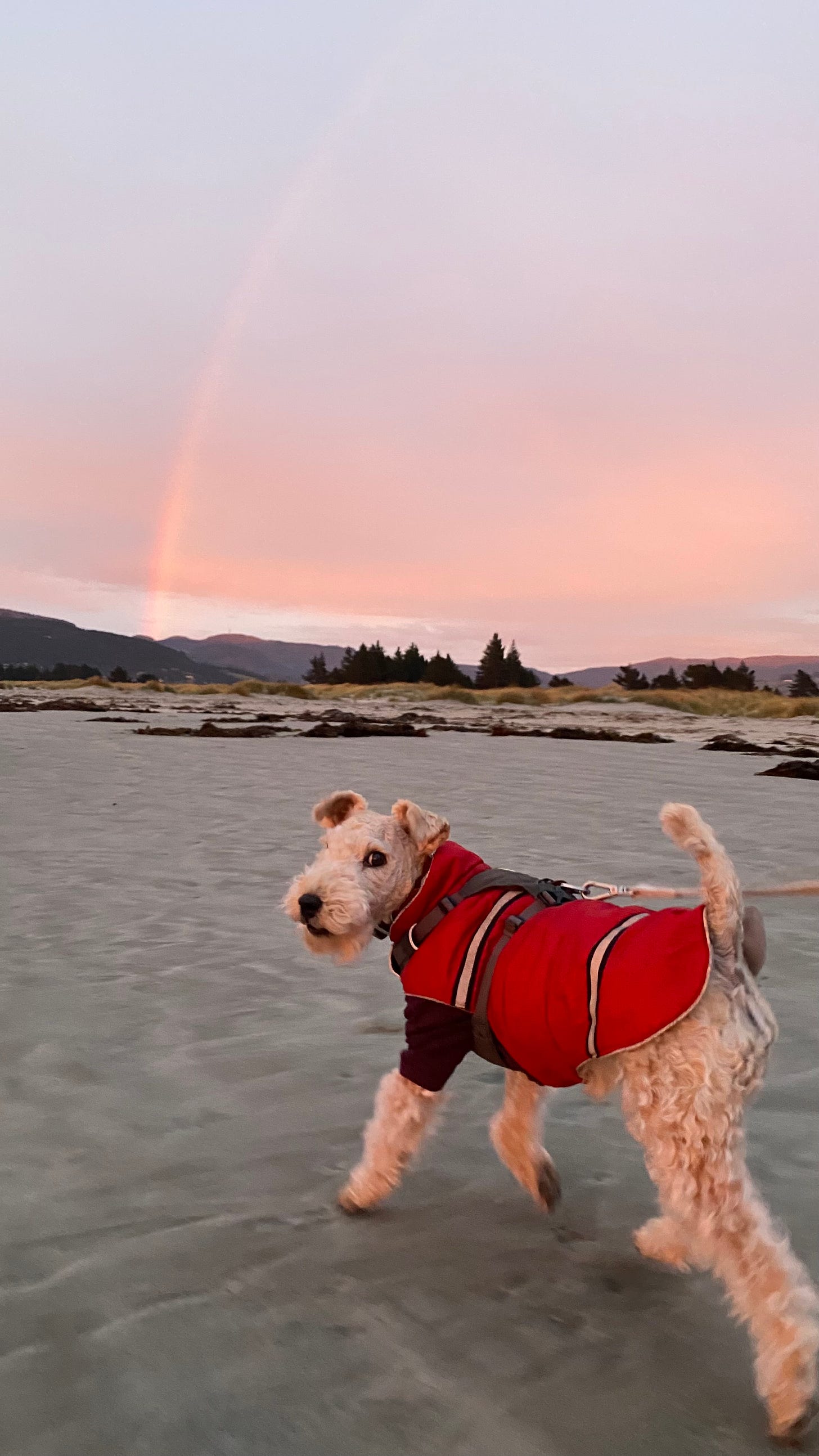 Nutmeg the lakeland terrier at the beach. In the sky is a faint rainbow.