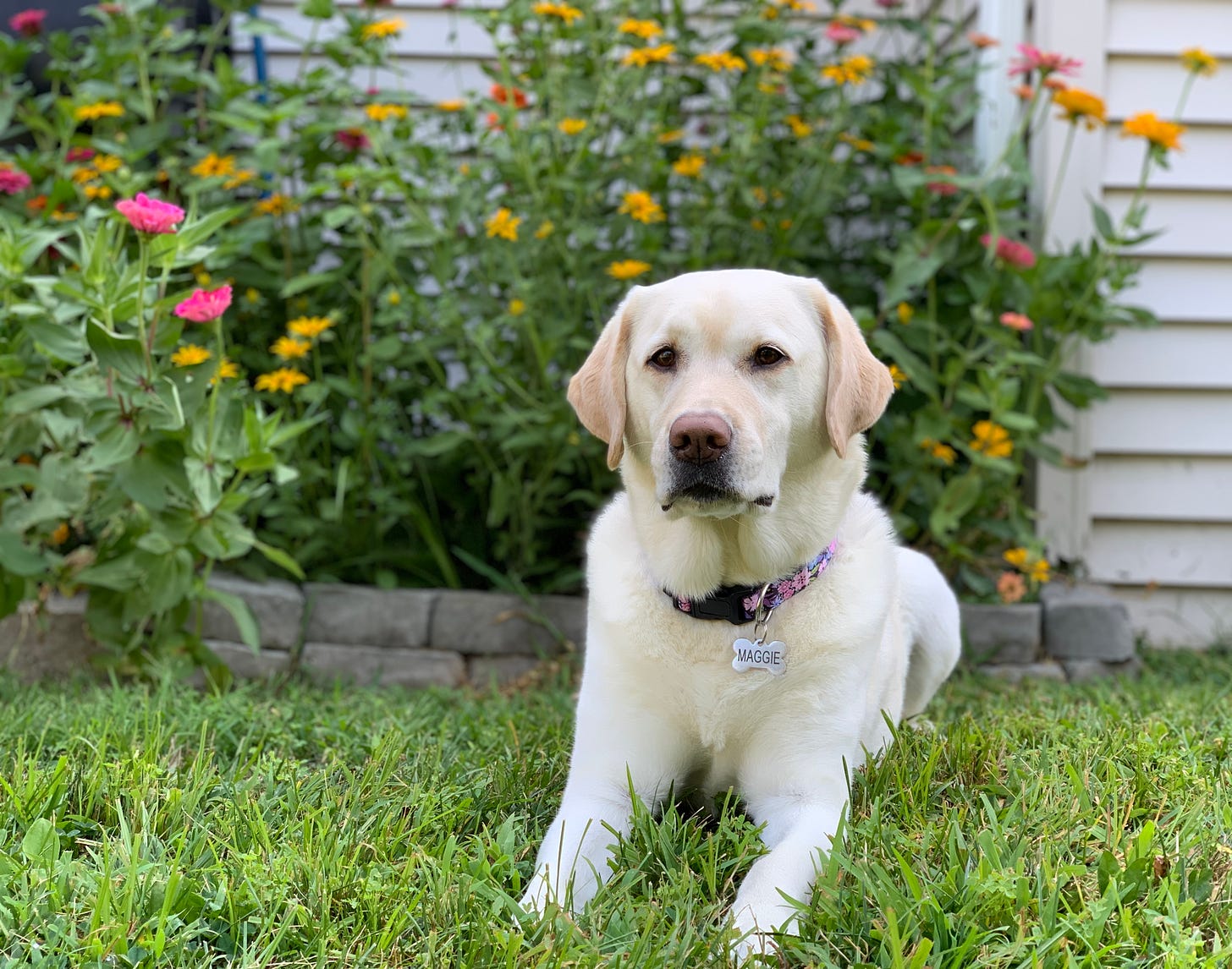 A yellow Labrador retriever sits in the grass in front of a garden filled with yellow, pink and orange flowers. 