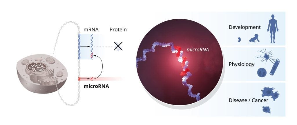 Illustration of that the seminal discovery of microRNAs was unexpected and revealed a new dimension of gene regulation.