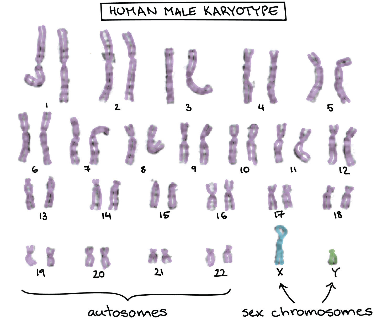 Sex chromosomes & X-linked inheritance (article) | Khan Academy