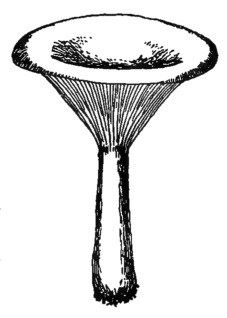 Transparent illustration of infundibulicybe gibba (common funnel)
