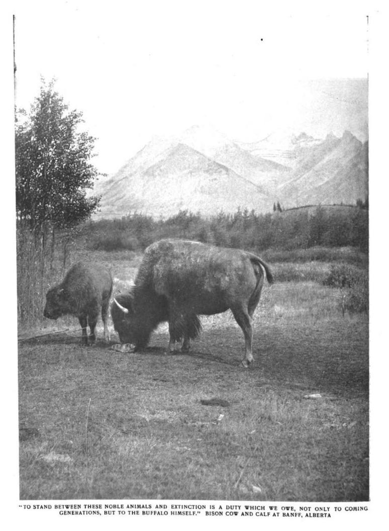 Picture of a buffalo grazing in a field from the January 1908 issue of Country Life in America