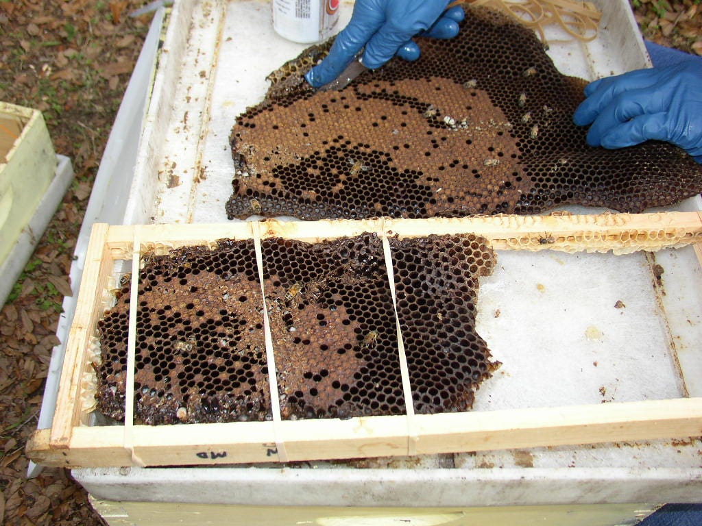 Trimming honeycomb to set in frames