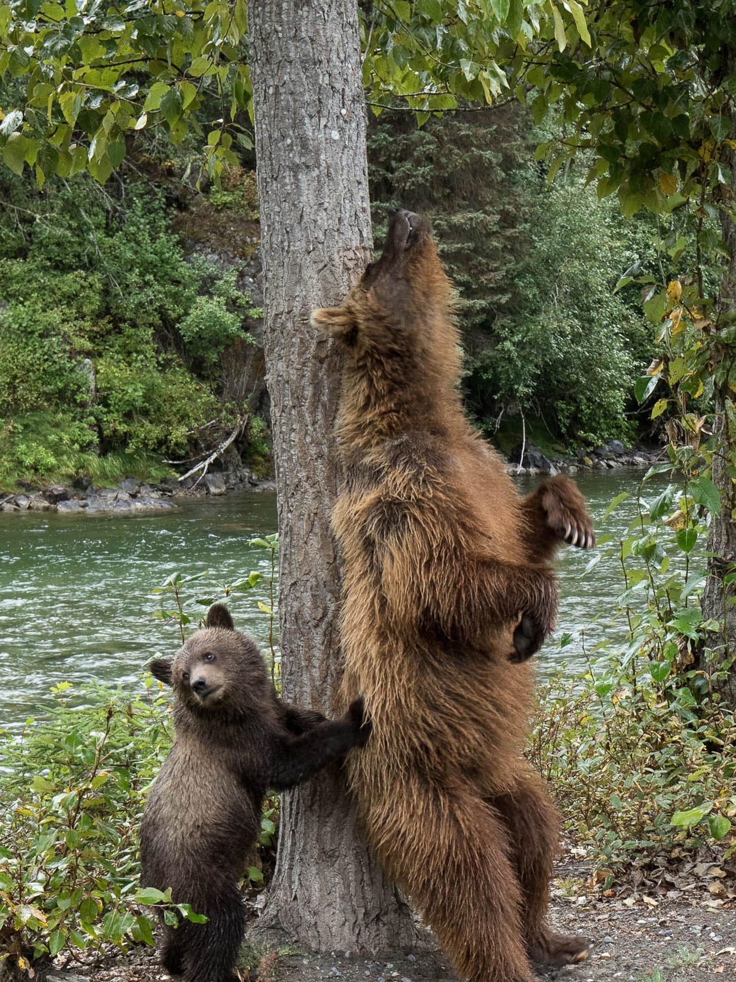 Adorable Pictures of Itchy Animals