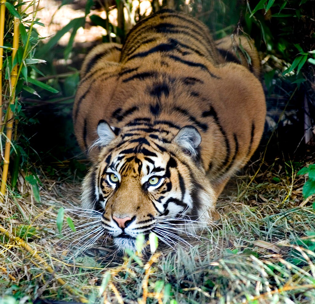 Ready to Pounce | Sumatran Tiger at Chester Zoo ready to pou… | Flickr