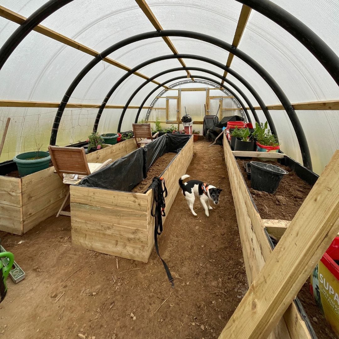 Inside the polycrub, there are 3 raised beds. The two on thft go partway along the length, the one on the right is the full length, 8 metres.