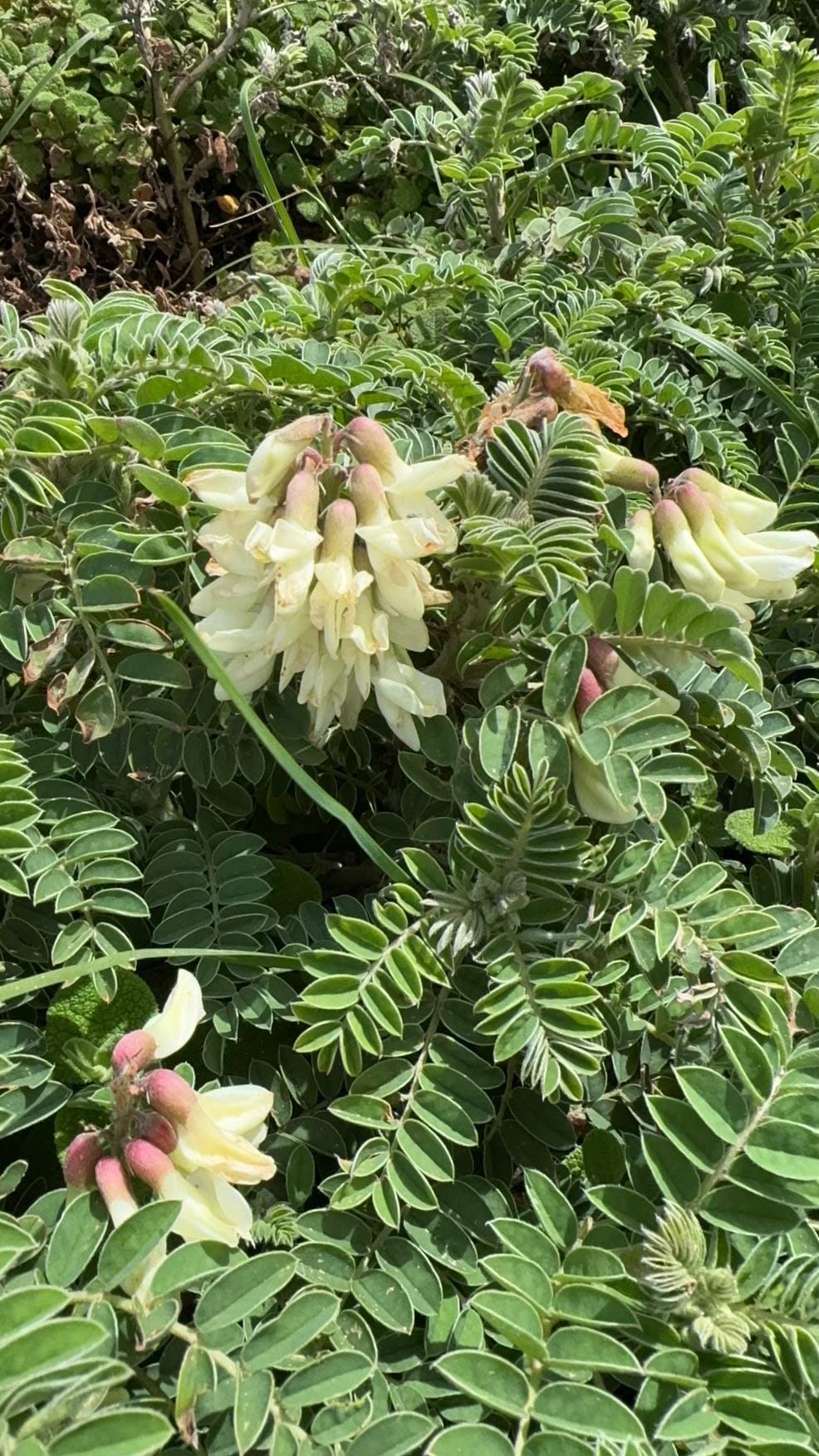 Iberian Milkvetch, Native