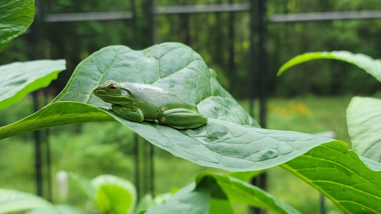 Photograph of a green frog perched upon a large leaf