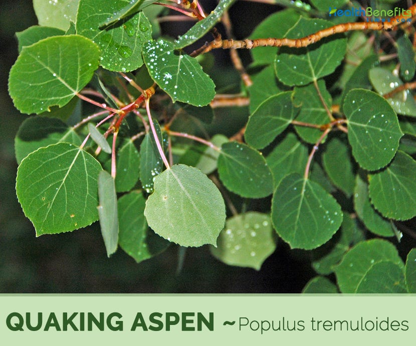 Facts and benefits of Quaking Aspen