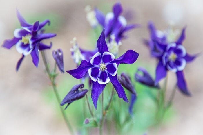 Columbine Flowers