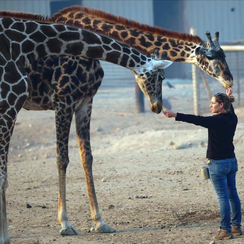 Katelyn Toole feeding two giraffes