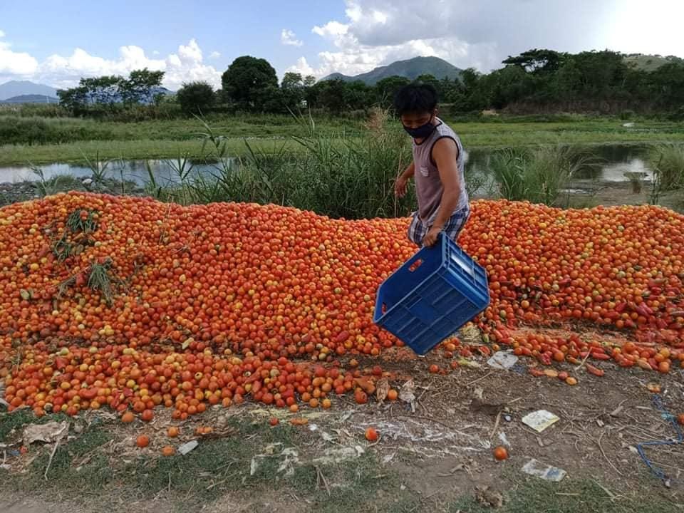 Tons of tomatoes from Ifugao farmers are wasted each day. Here's how to  help - NOLISOLI