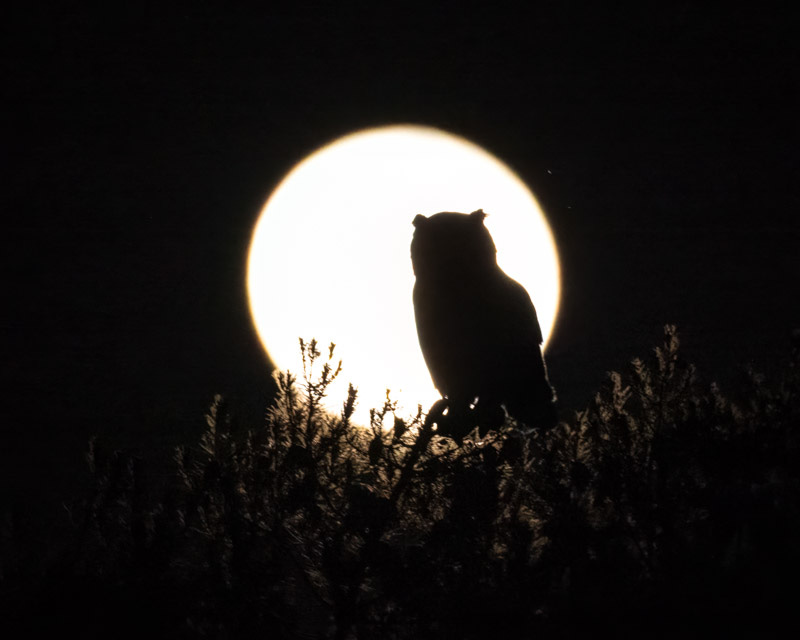 20240424-OwlMoon-46-Edit.jpg