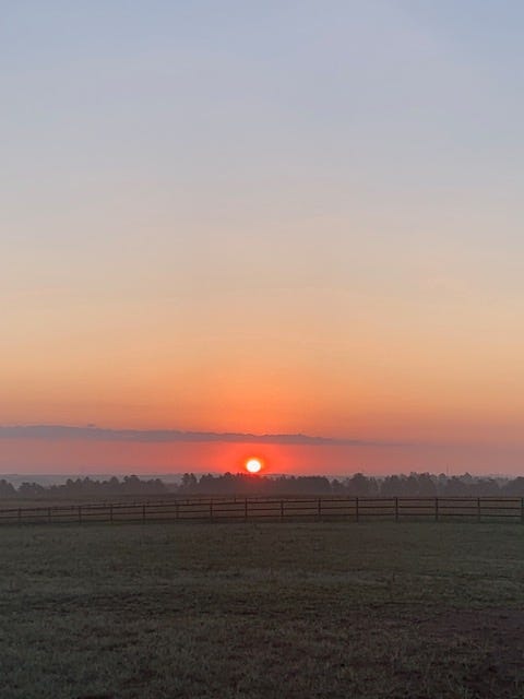Sunrise over pasture