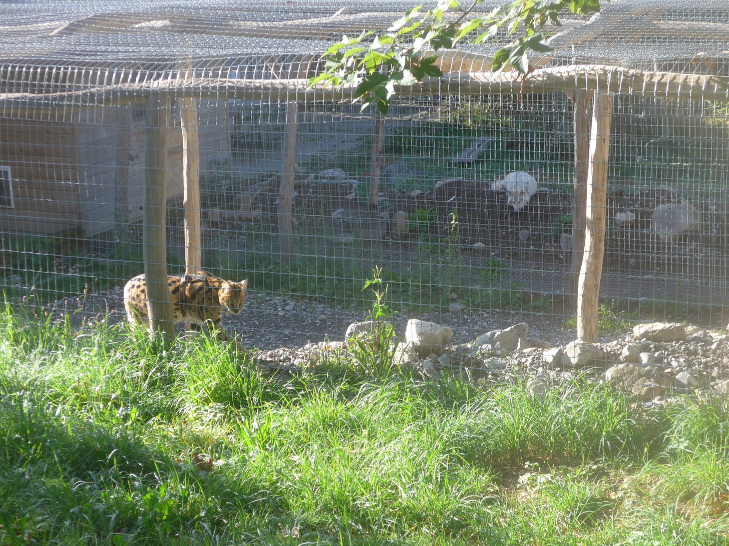 A serval and a wolf in two seperate cages