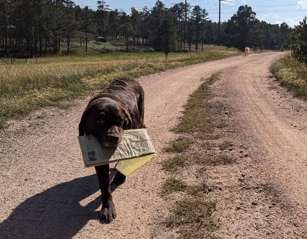 a brown dog carries a newspaper along a dirt road at the edge of a forest while a yellow dog follows in the distance