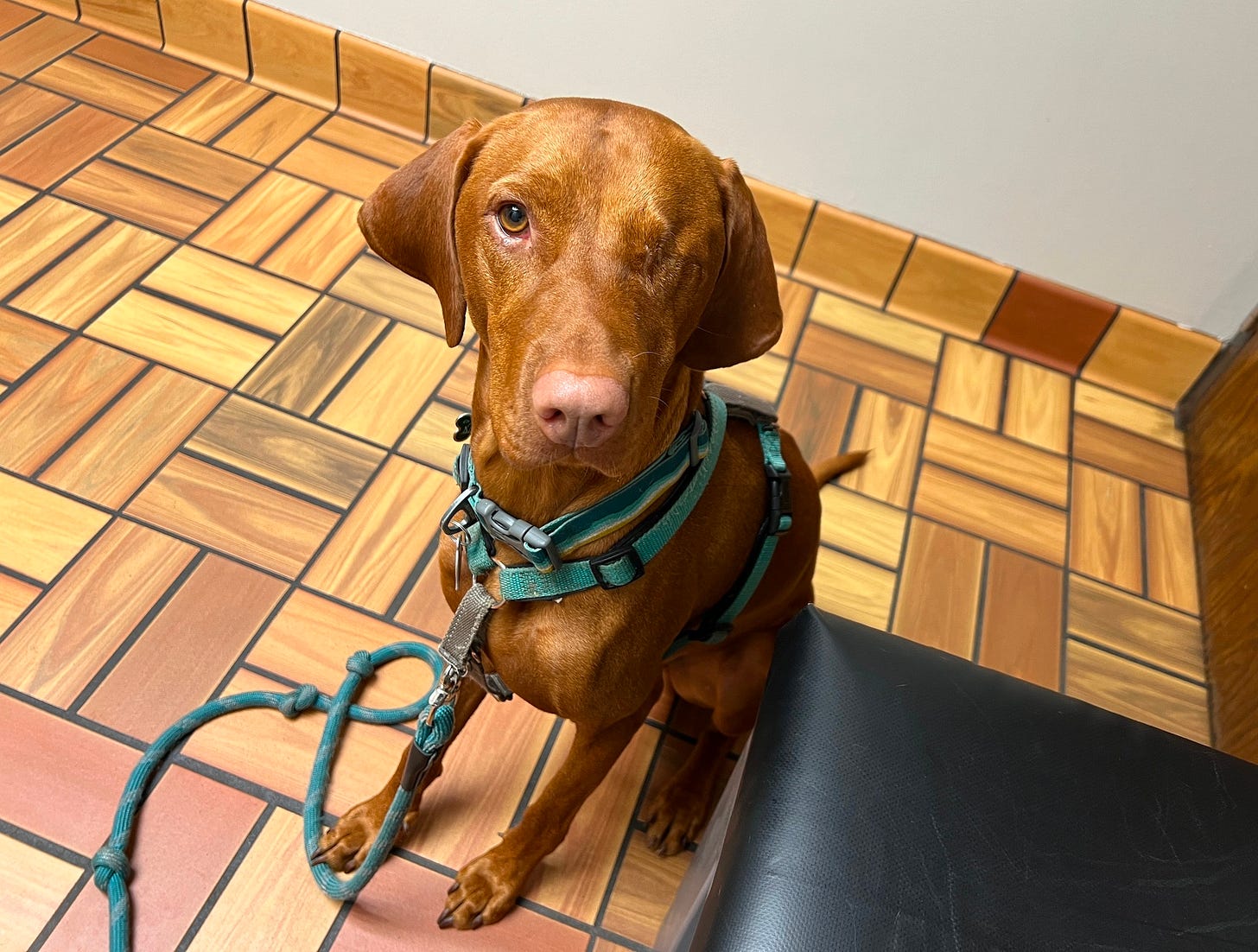 Leif, the one-eyed vizsla, at the vet.