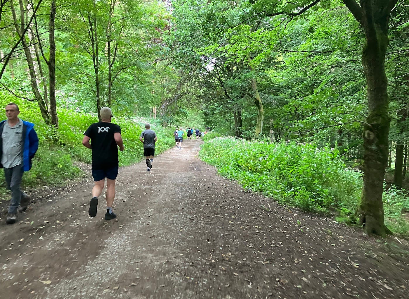Wide path through trees