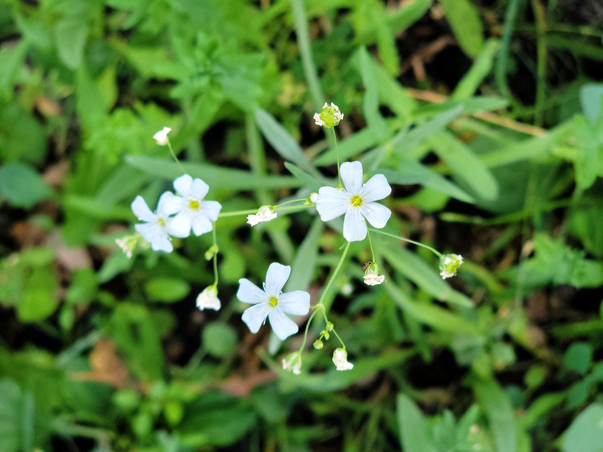 More pretty white flowers in my yard. 