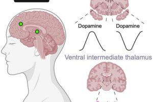 Emotional words evoke region- and valence-specific patterns of concurrent neuromodulator release in the human thalamus and cortex. Batten et al/Cell Reports