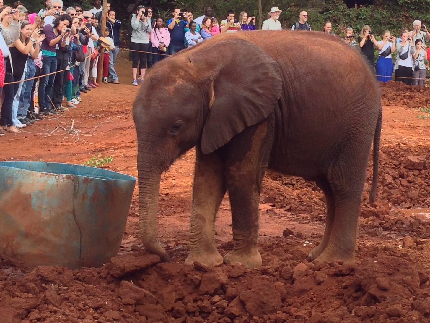 Nairobi Elephant Sanctuary (Photo by Maureen Ulrich)