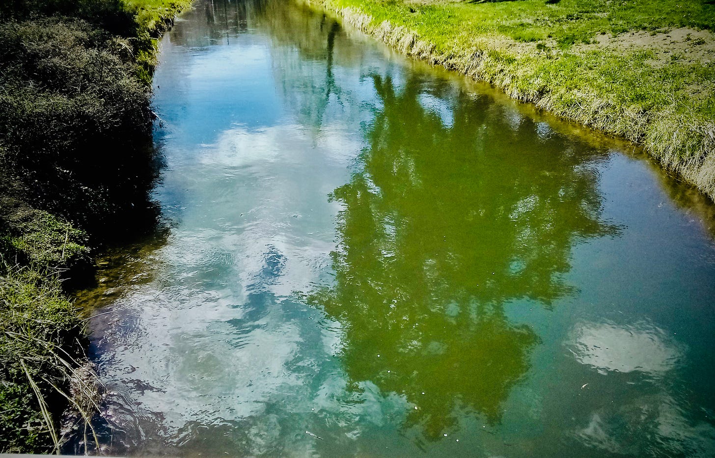 Tree reflected in creek