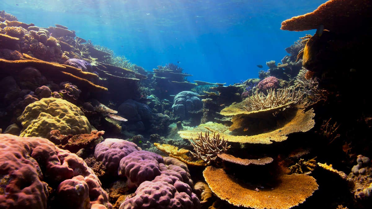vista submarina de un arrecife de coral sano, lleno de formas y colores