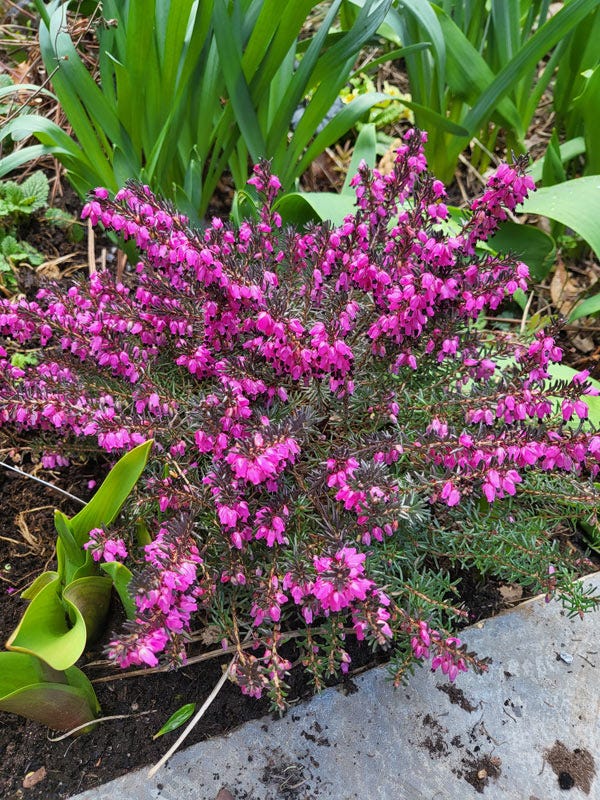 Heather