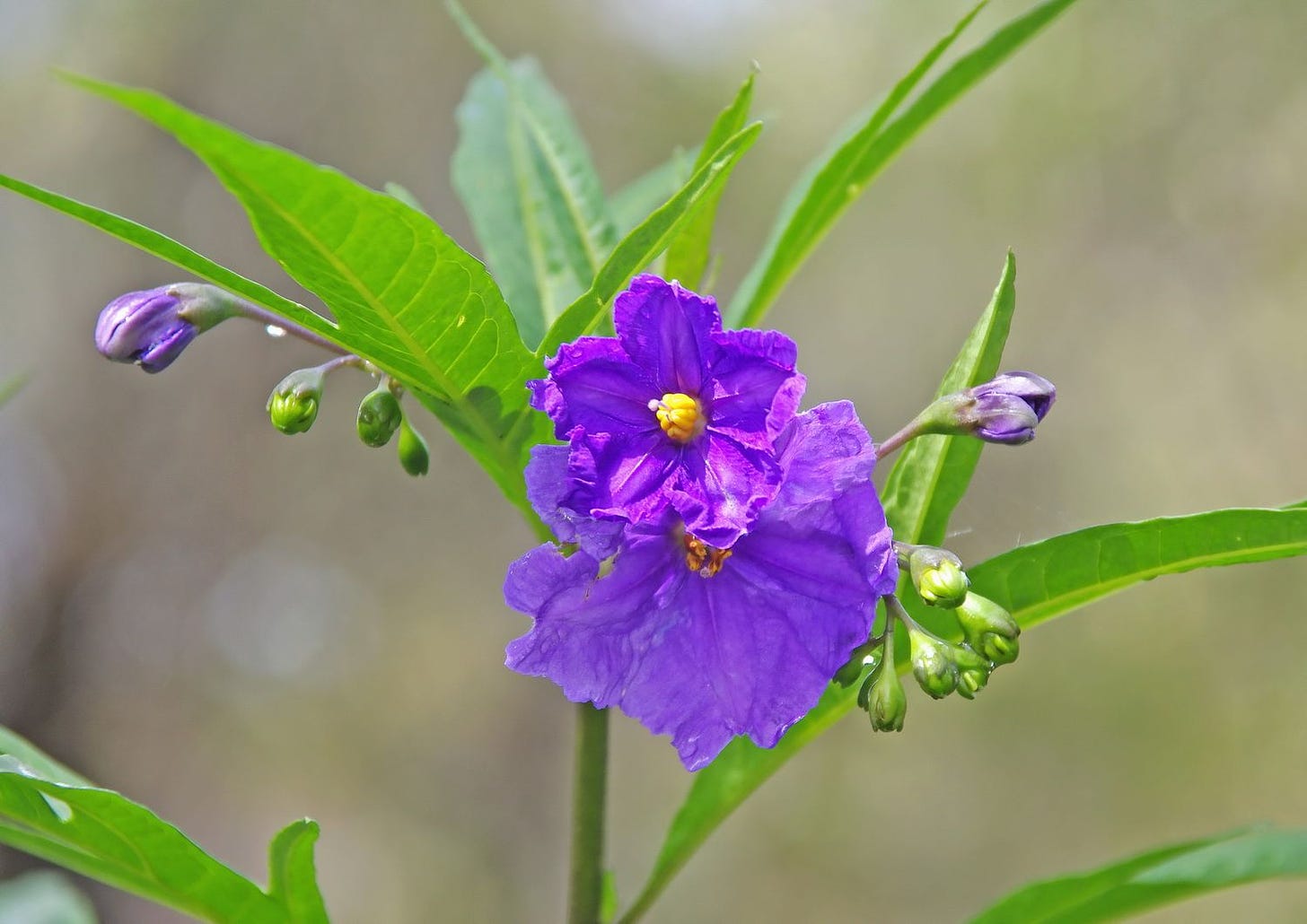 Solanum laciniatum [flowers - ATLAS - C. Gordes, 2014].jpeg