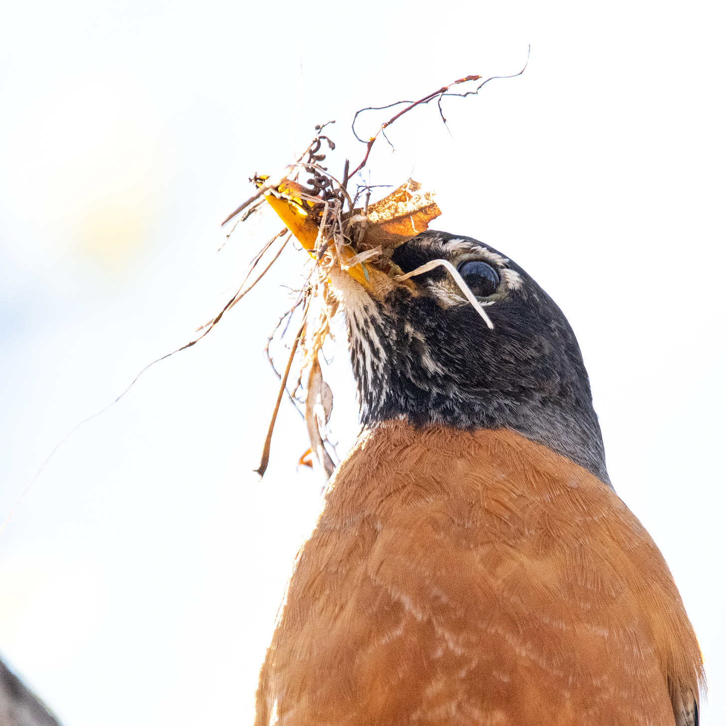 A close-up of an American robin with so much nest material in its beak that its face is obscured