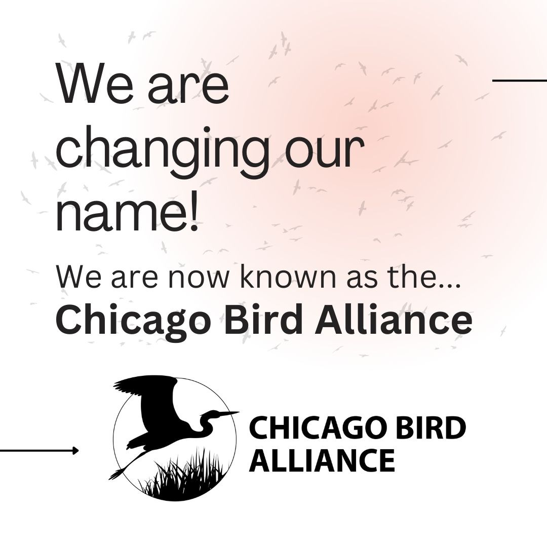 May be an image of sea bird and text that says 'We are changing our name! We are now known as the... the... Chicago Bird Alliance CHICAGO BIRD ALLIANCE'