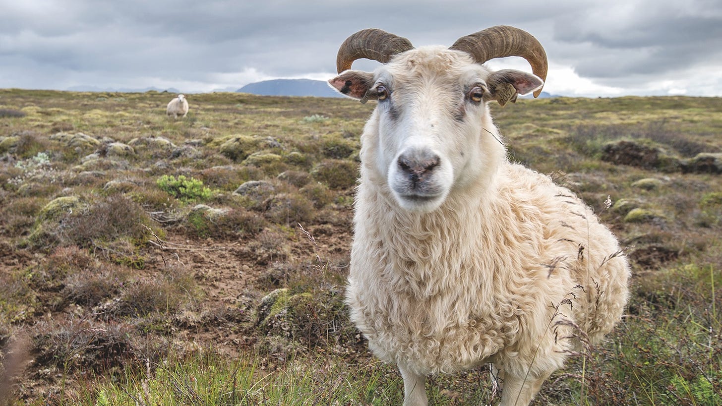 Sheep Dung-Smoked Whisky Is Real And It's Actually Pretty Good