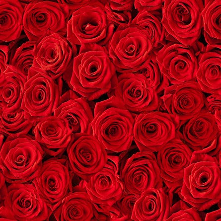 Seamless Multiple Red Roses Background On Canvas Print