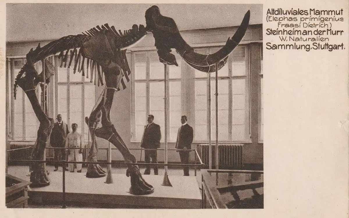Postcard with photograph of a mounted woolly mammoth skeleton. Caption reads Altdiluviales Mammut (Elephas primigenius Fraasi Dietrich) Steinheim an der Murr W. Naturalien Sammlung.Stuttgart. Postcard with photograph of a mounted woolly mammoth skeleton. Caption reads Altdiluviales Mammut (Elephas primigenius Fraasi Dietrich) Steinheim an der Murr W. Naturalien Sammlung.Stuttgart.