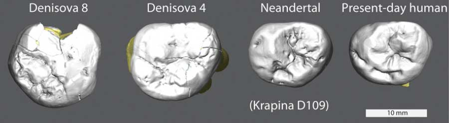 Denisova 8 and Denisova 4 compared to Neandertal and human Denisova 8 and Denisova 4 compared to Neandertal and human