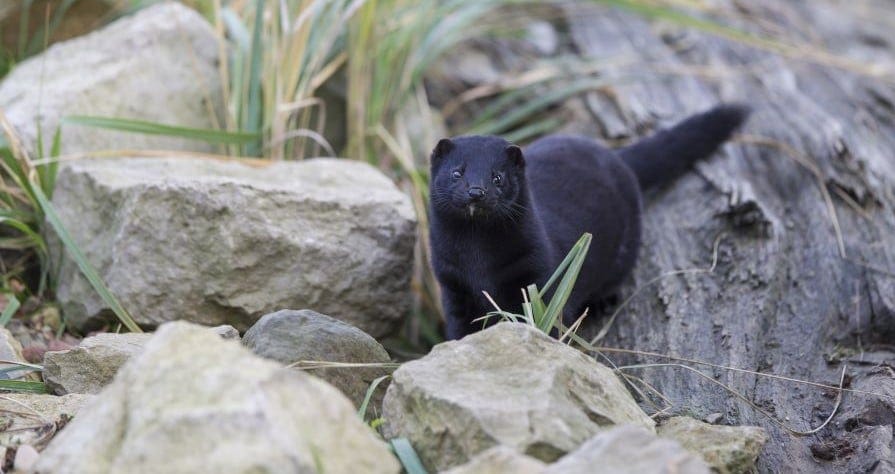 american mink dark individual