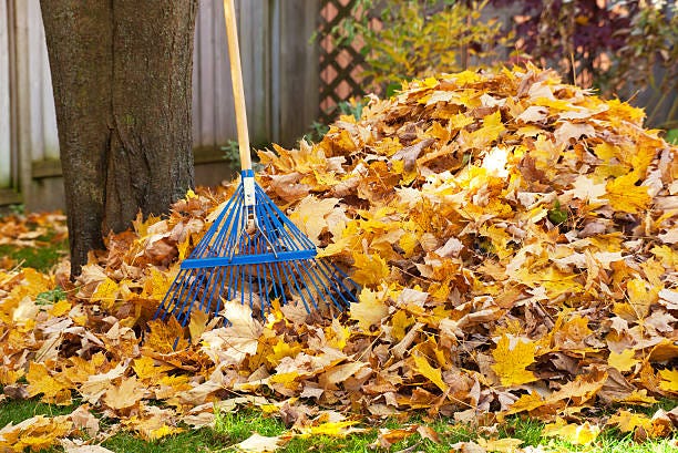 Pile Of Leaves Stock Photos, Pictures & Royalty-Free Images - iStock