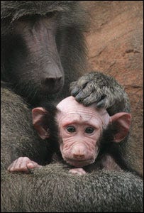 bald baby baboon @ Devon zoo