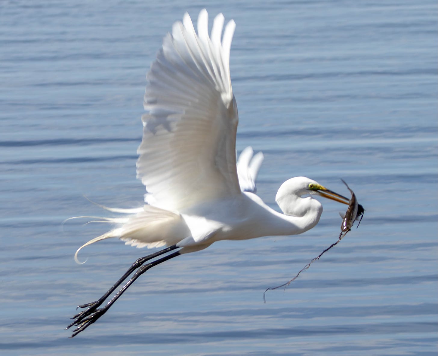 A beautiful white great egret flies above the blue water of the sound with a fish in his mouth