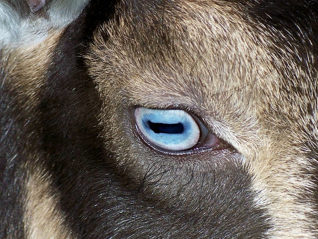 Goat's have the most Amazing Beautiful eyes!! | Eyes artwork, Nigerian ...