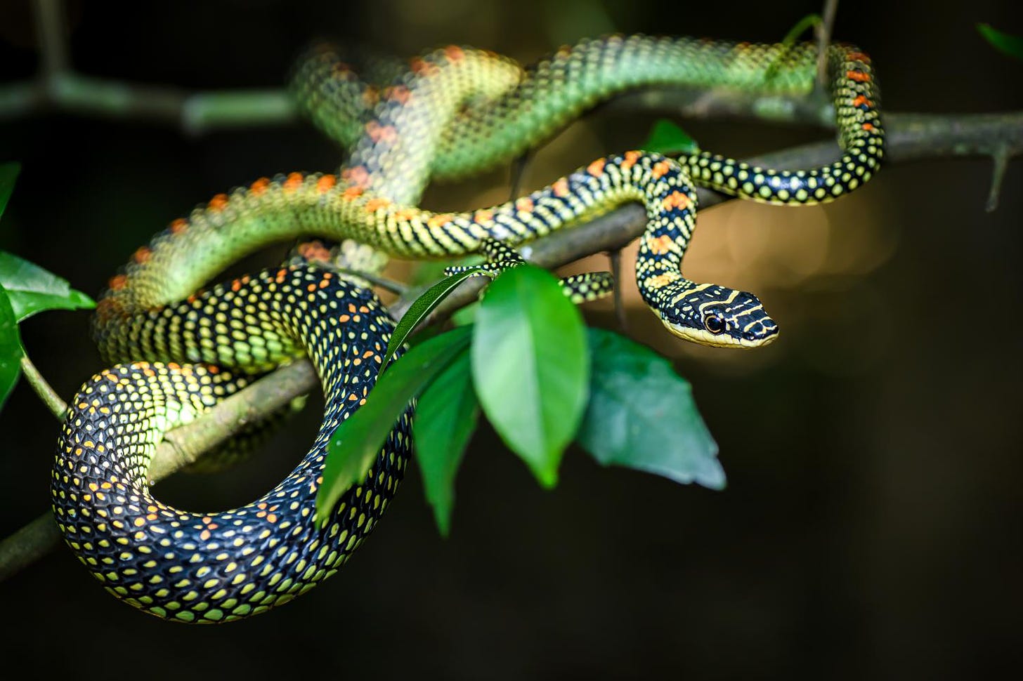 Paradise tree snake (Chrysopelea paradisi)