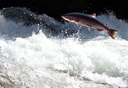 An adult Sockeye salmon leaps back towards its natal spawning ground.