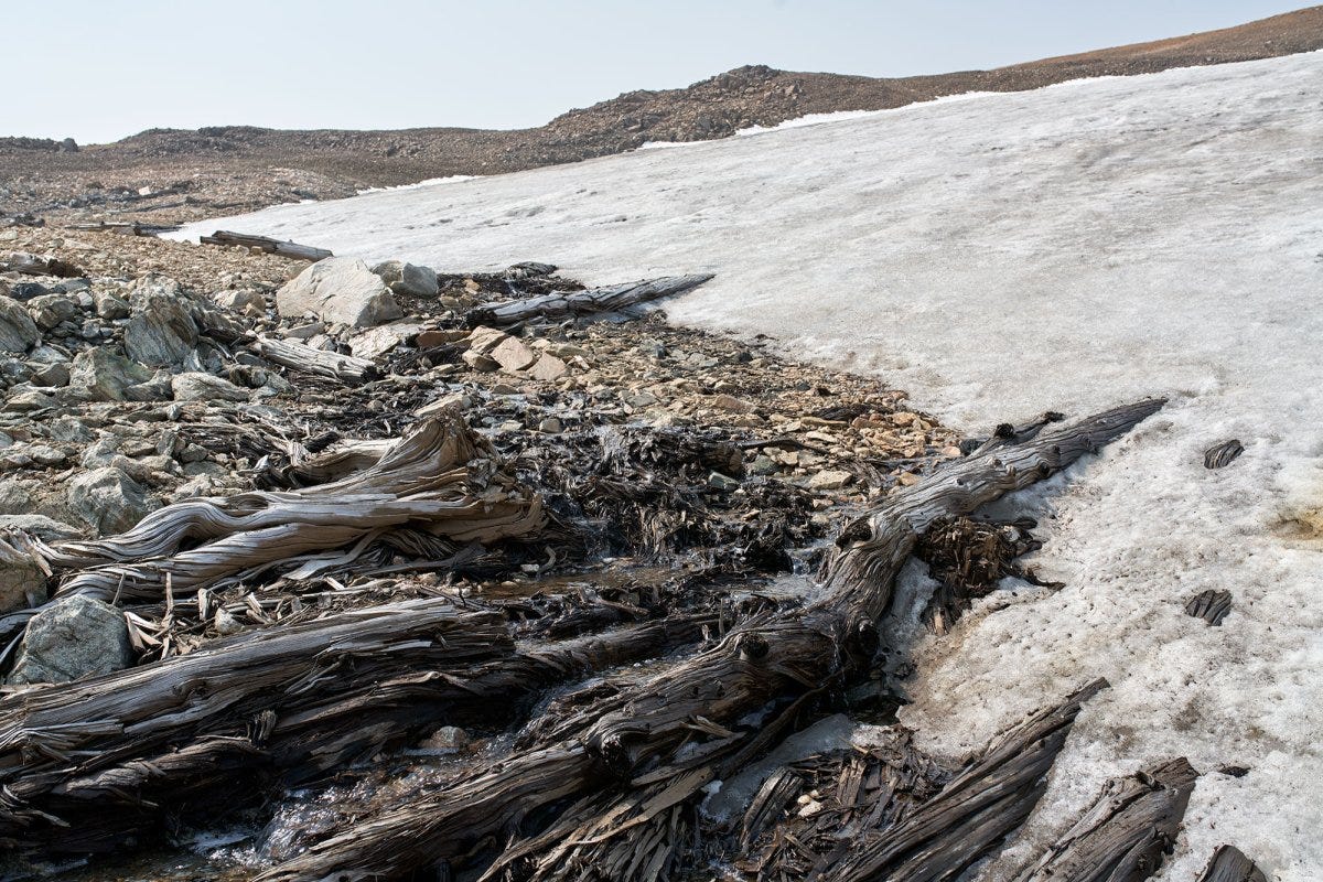 Ancient Forest Revealed in Yellowstone Ancient Forest Revealed in Yellowstone